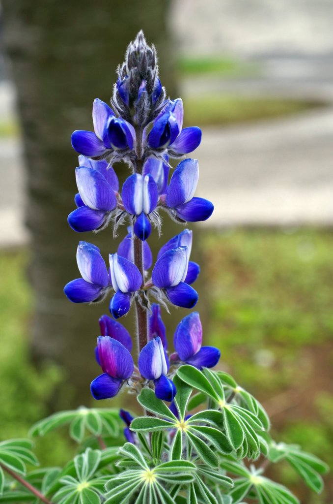 春の花-3