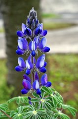 春の花-3