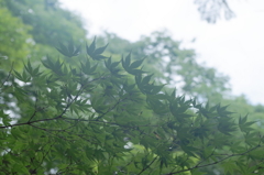 尾山神社-朝の香り
