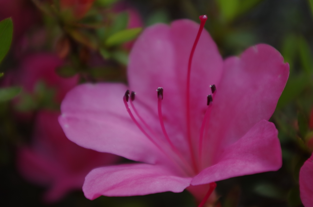 IMGP0241