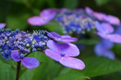 紫陽花２