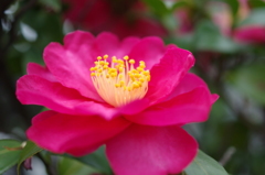 山茶花