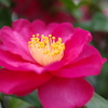 山茶花