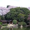 上野の桜-5