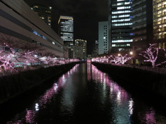 illumination-meguro-river-2