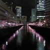 illumination-meguro-river-2
