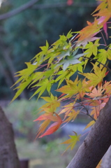 紅葉-2
