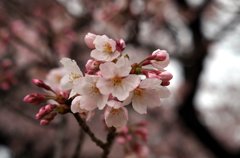皇居内-1
