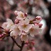 皇居内-1