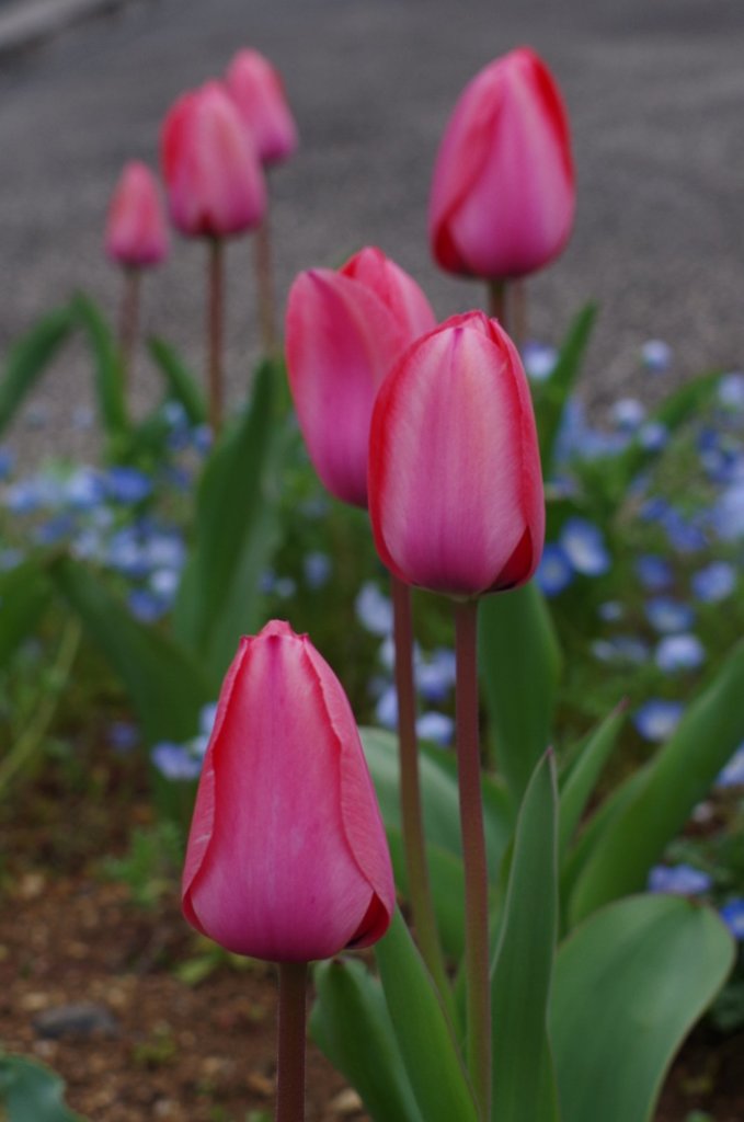 春の花-4