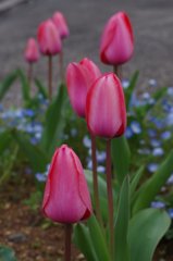 春の花-4