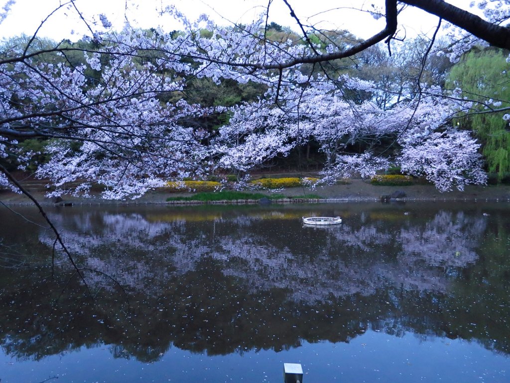 夕方のじゅん菜池での桜-3