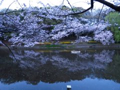 夕方のじゅん菜池での桜-3