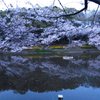夕方のじゅん菜池での桜-3
