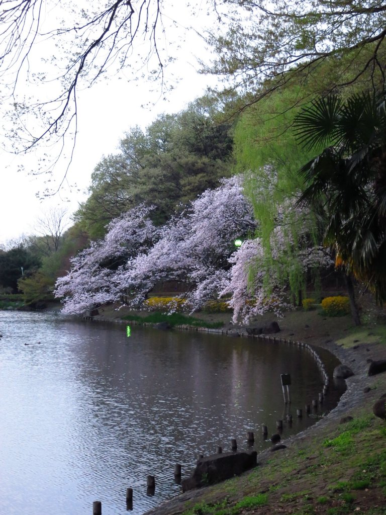 夕方のじゅん菜池での桜-2