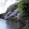 夕方のじゅん菜池での桜-2