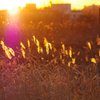 夕景－すすき