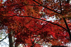 紅葉-4