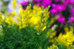 春の花-2