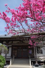 宝珠院-2