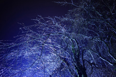 rainy × blue