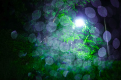 rainy ×　green