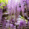 藤×パープル