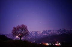 cherry blossom  ×  star