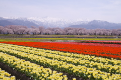 花の絨毯！