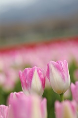 Couple of Tulip