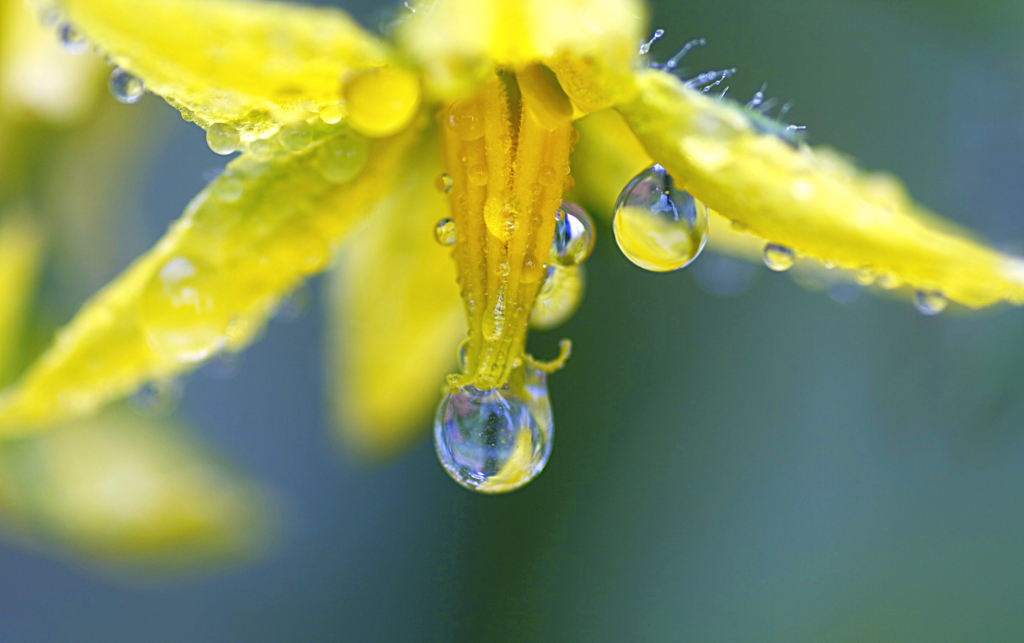 トマトの花