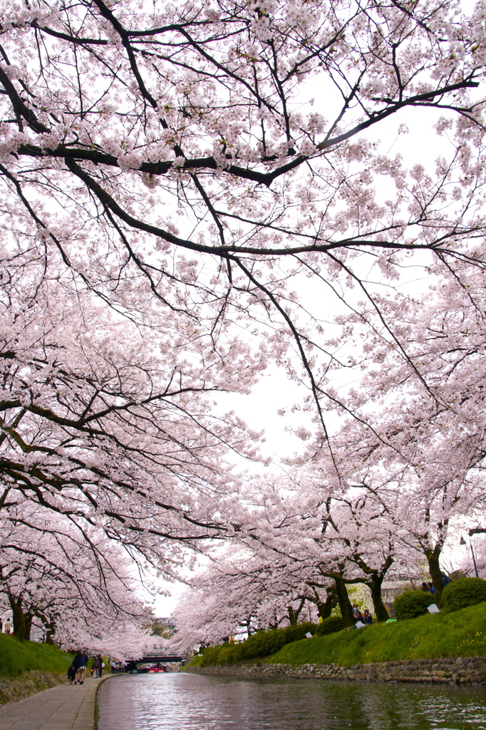 富山の桜