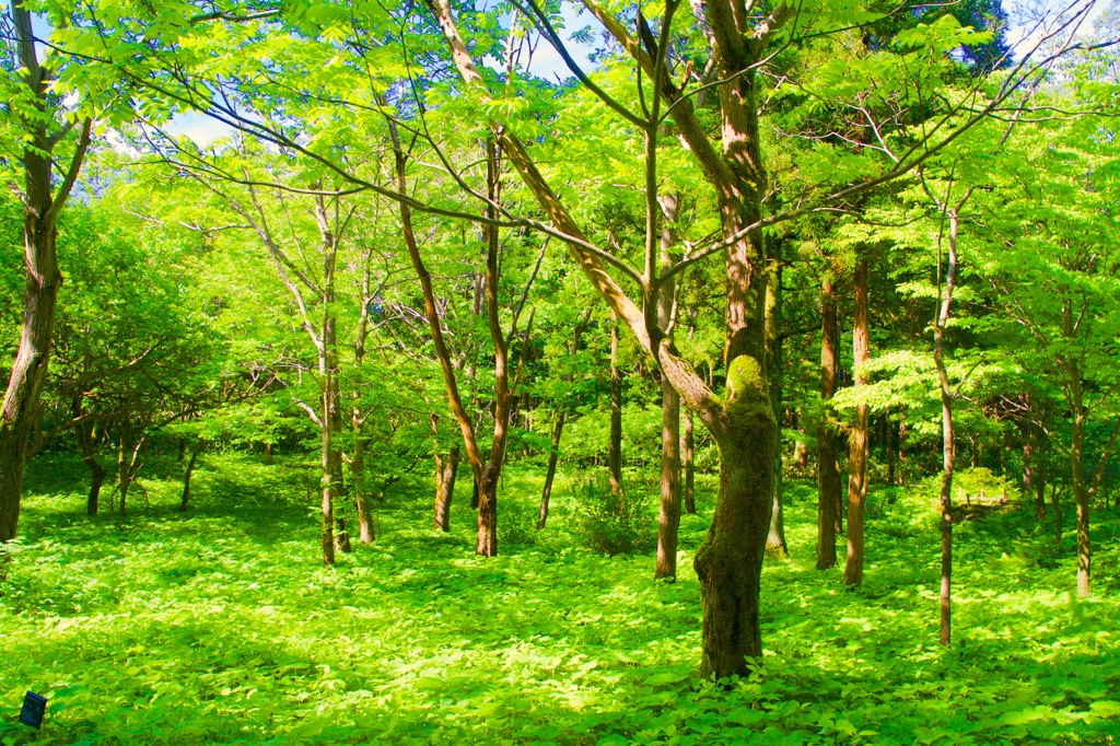 Green Forest 