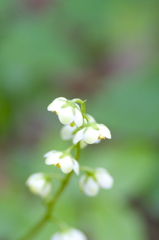 山の小花！