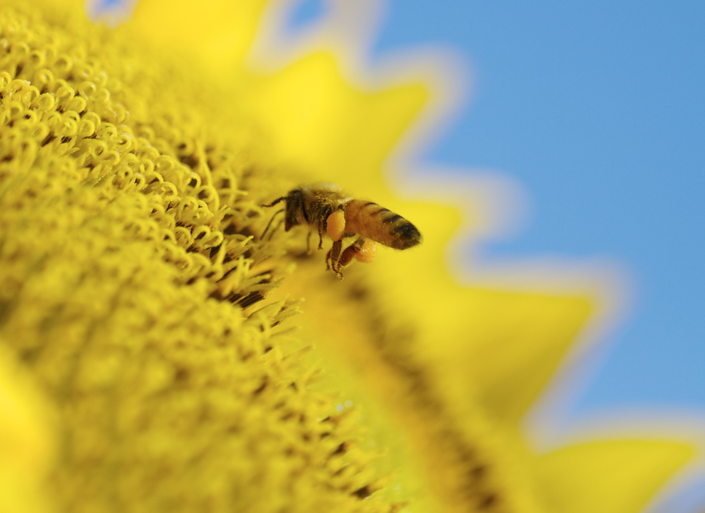 Bee Busy
