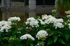 白い紫陽花
