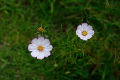 「白秋桜」二輪の声
