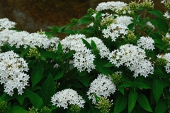 白い紫陽花