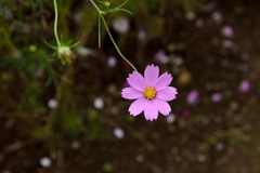 「秋桜」一輪のかたり
