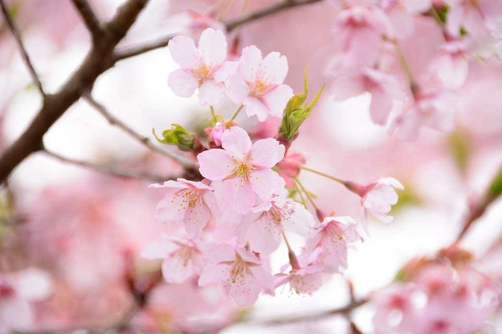 春の花びら