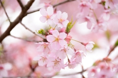 春の花びら