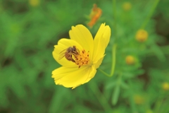 「蜂」宝探し