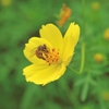 「蜂」宝探し