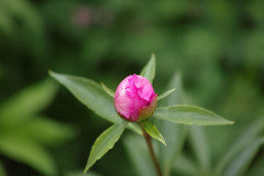 The flower  1　By  Merrill