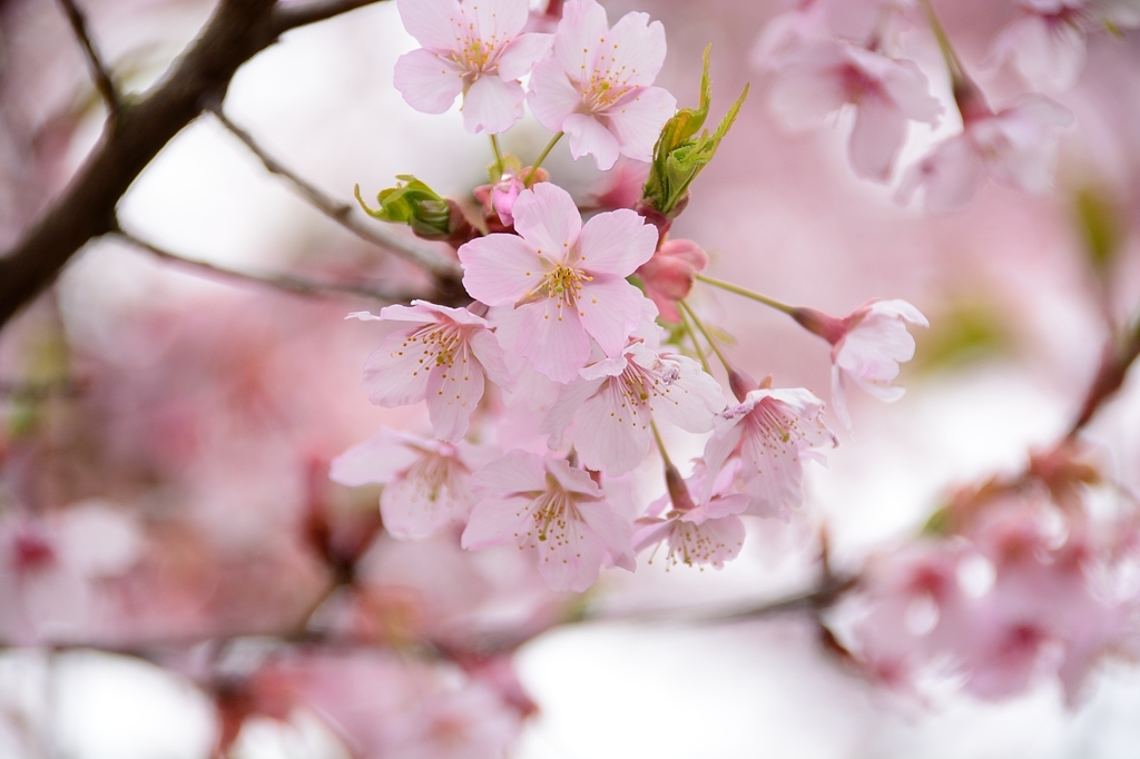 春の花びら