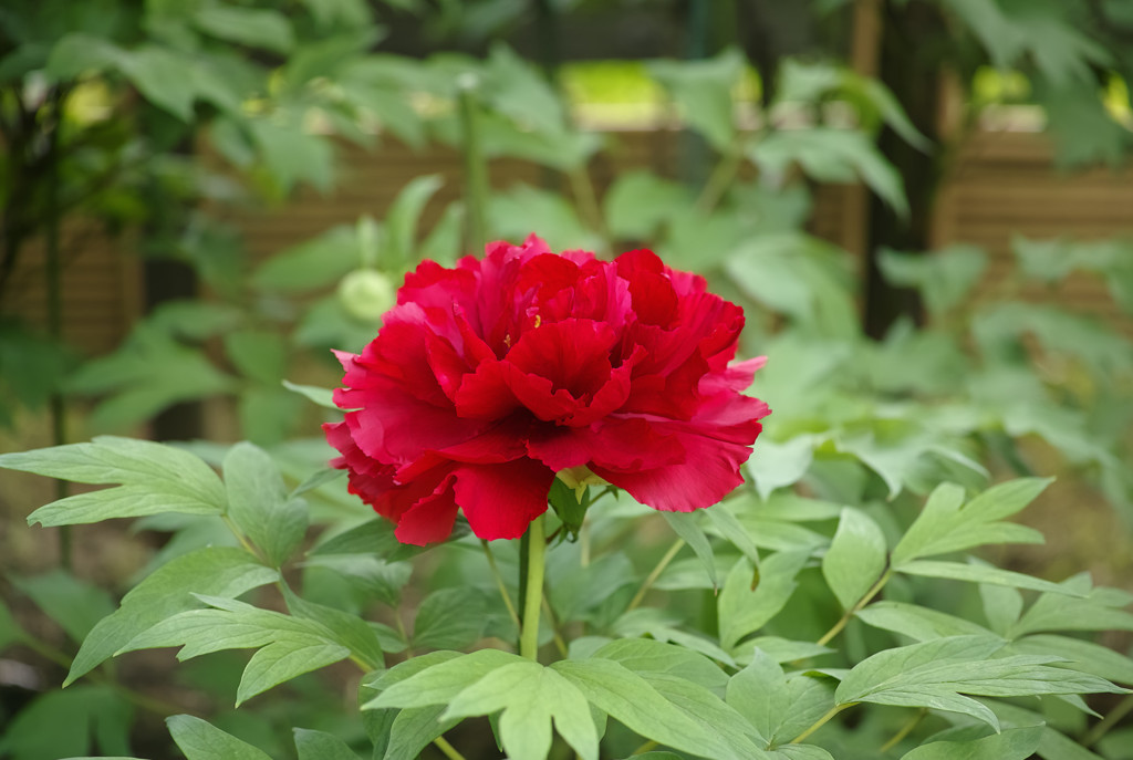 The flower  5　By  Merrill