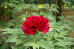 The flower  5　By  Merrill