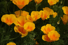 The flower  3　By  Merrill