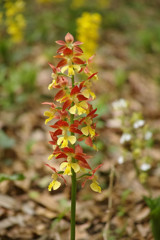 The flower  7　By  Merrill