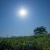 0117-樹景-02
